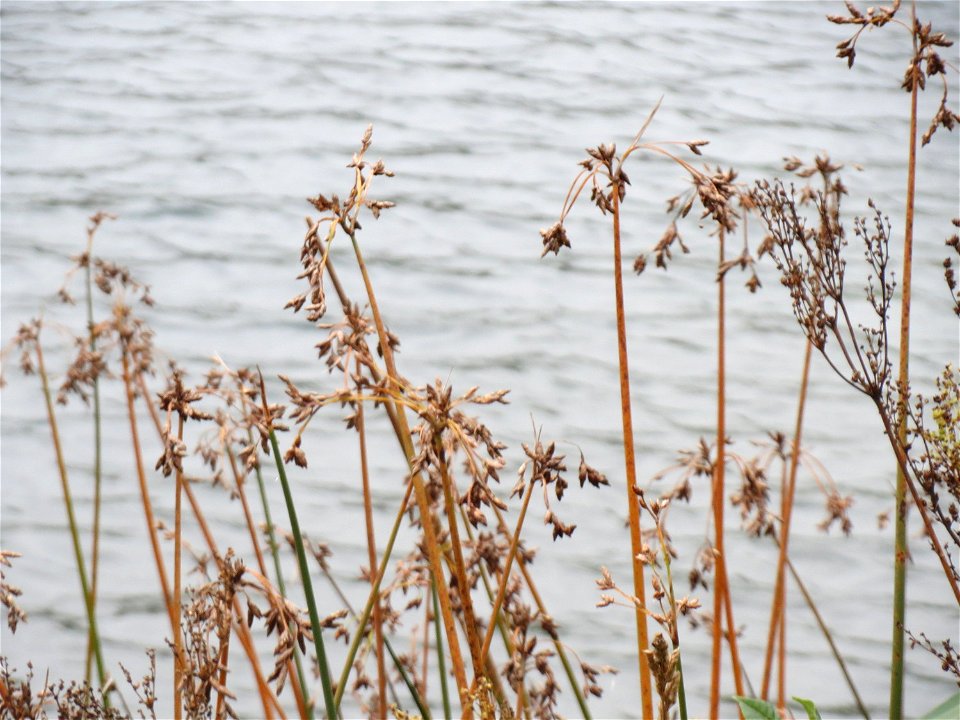 Gewöhnliche Teichbinse (Schoenoplectus lacustris) am Schalkenmehrener Maar
