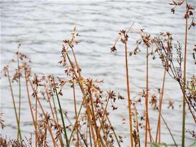 Gewöhnliche Teichbinse (Schoenoplectus lacustris) am Schalkenmehrener Maar