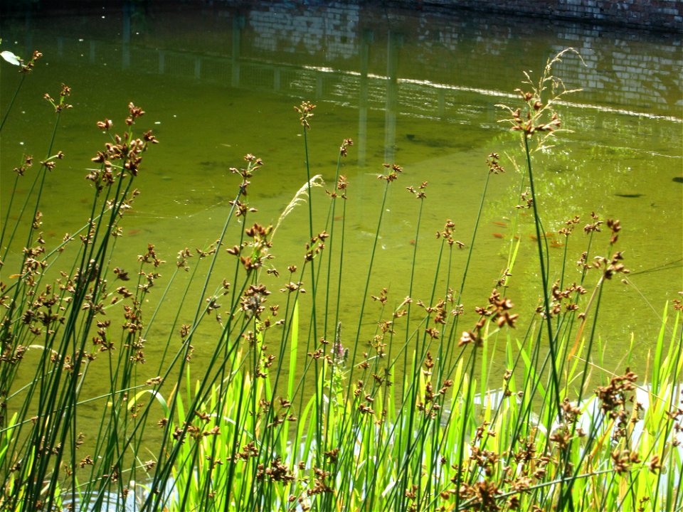 Gewöhnliche Teichbinse (Schoenoplectus lacustris) im Bürgerpark Saarbrücken