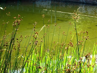 Gewöhnliche Teichbinse (Schoenoplectus lacustris) im Bürgerpark Saarbrücken
