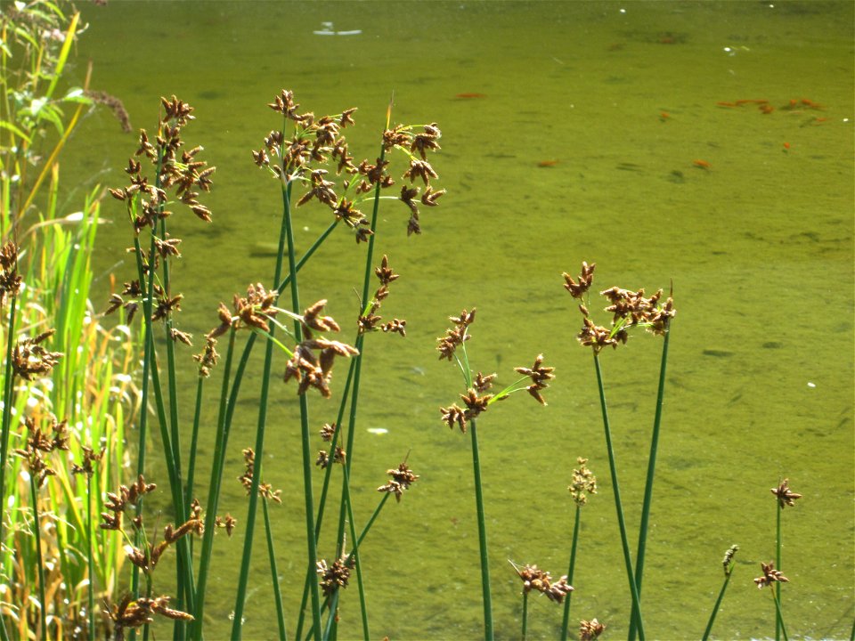 Gewöhnliche Teichbinse (Schoenoplectus lacustris) im Bürgerpark Saarbrücken