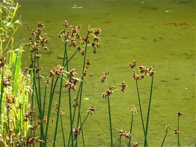 Gewöhnliche Teichbinse (Schoenoplectus lacustris) im Bürgerpark Saarbrücken