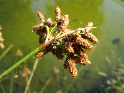 Gewöhnliche Teichbinse (Schoenoplectus lacustris) im Bürgerpark Saarbrücken