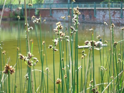 Salz-Teichbinse (Schoenoplectus tabernaemontani) im Bürgerpark Saarbrücken