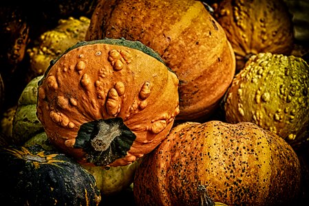 Decoration decorative squashes harvest