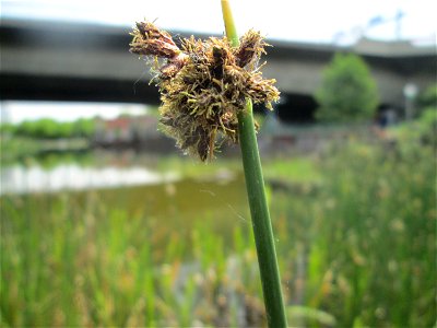 Salz-Teichbinse (Schoenoplectus tabernaemontani) im Bürgerpark Saarbrücken