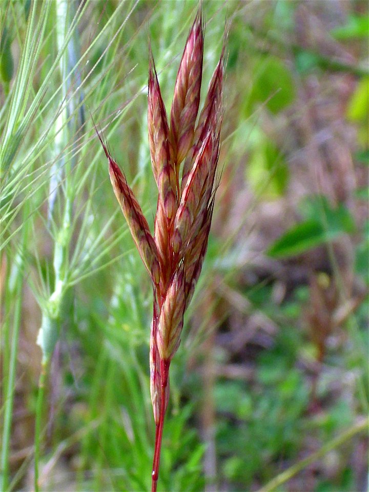 Brachypodium distachyon spikes close up, Dehesa Boyal de Puertollano, Spain