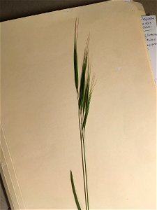 Anisantha diandra