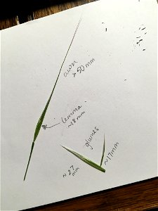 Anisantha diandra
