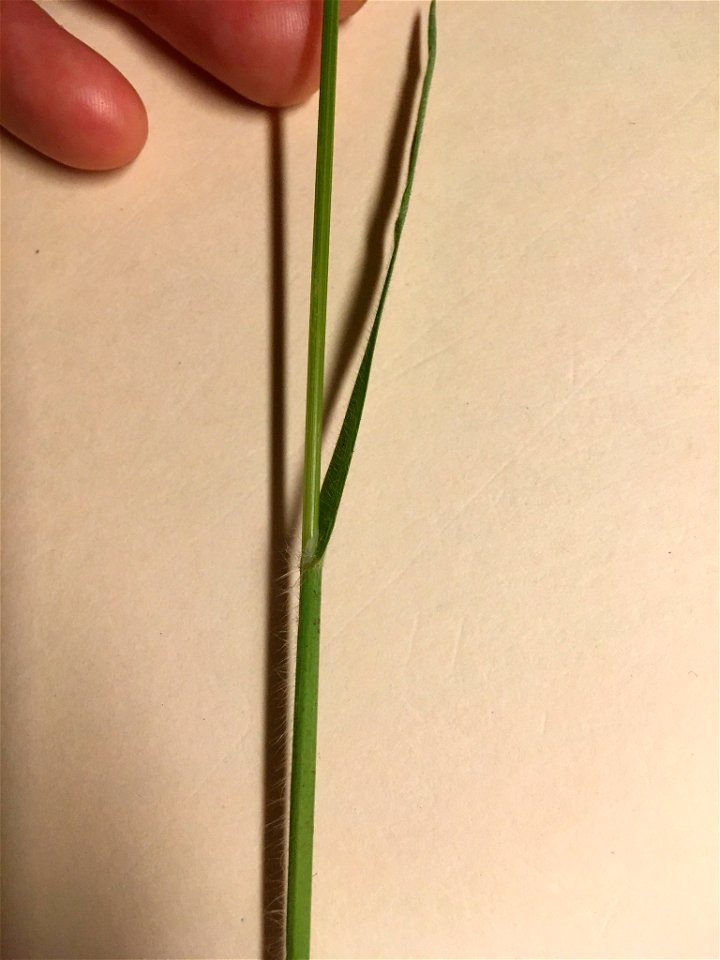 Anisantha diandra