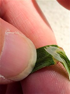 Anisantha diandra