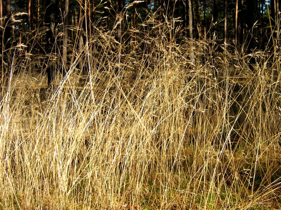 Deschampsia flexuosa  (Avenella flexuosa)

Čeština :  Metlička křivolakáDansk:  Bølget BunkeDeutsch:  DrahtschmieleEesti:  Võnk-kastevarsNederlands:&#32
