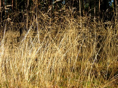 Deschampsia flexuosa  (Avenella flexuosa)

Čeština :  Metlička křivolakáDansk:  Bølget BunkeDeutsch:  DrahtschmieleEesti:  Võnk-kastevarsNederlands:&#32