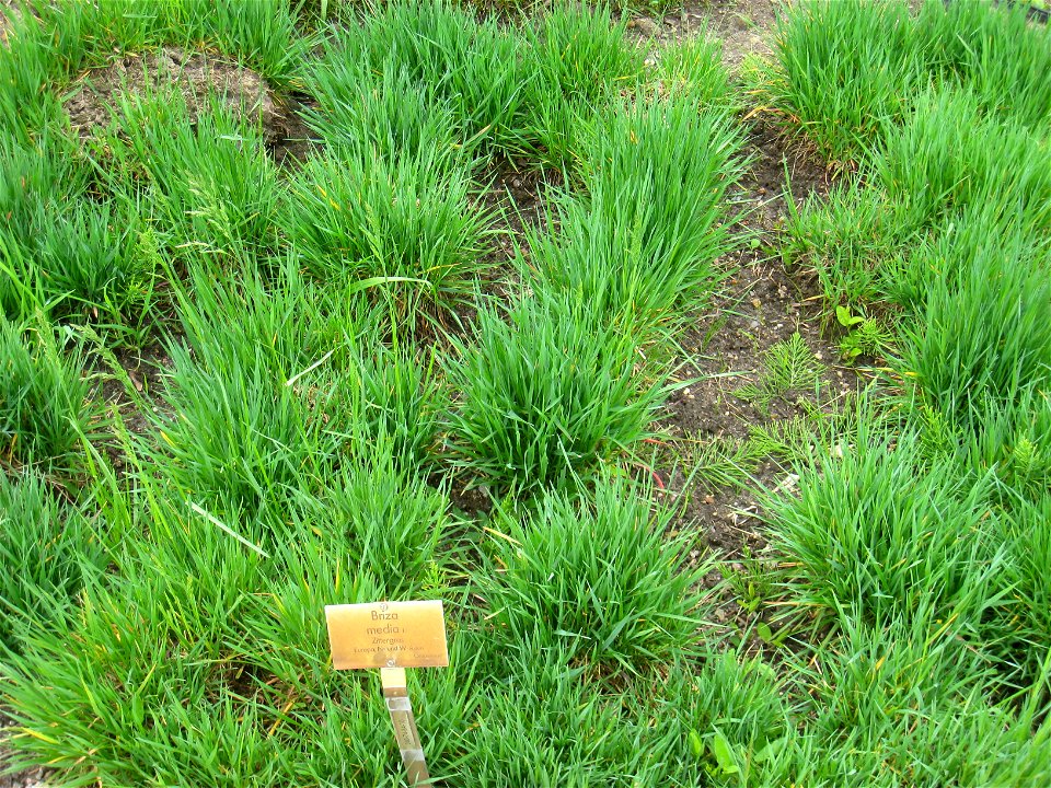 Briza media specimen in the Botanischer Garten, Berlin-Dahlem (Berlin Botanical Garden), Berlin, Germany.