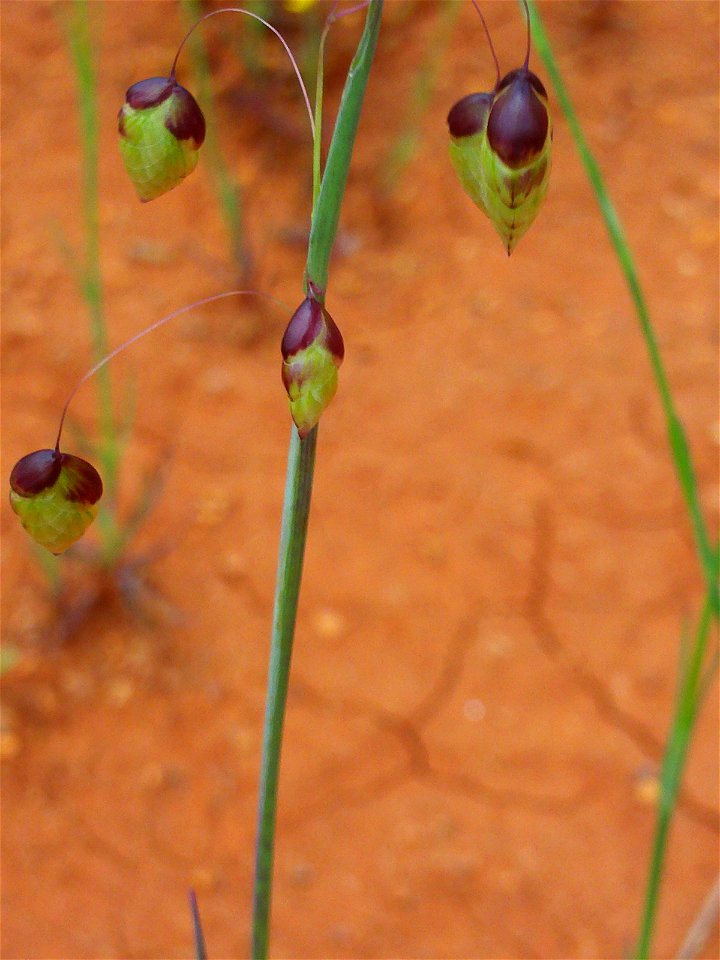 Briza media inflorescence, Dehesa Boyal de Puertollano, Spain