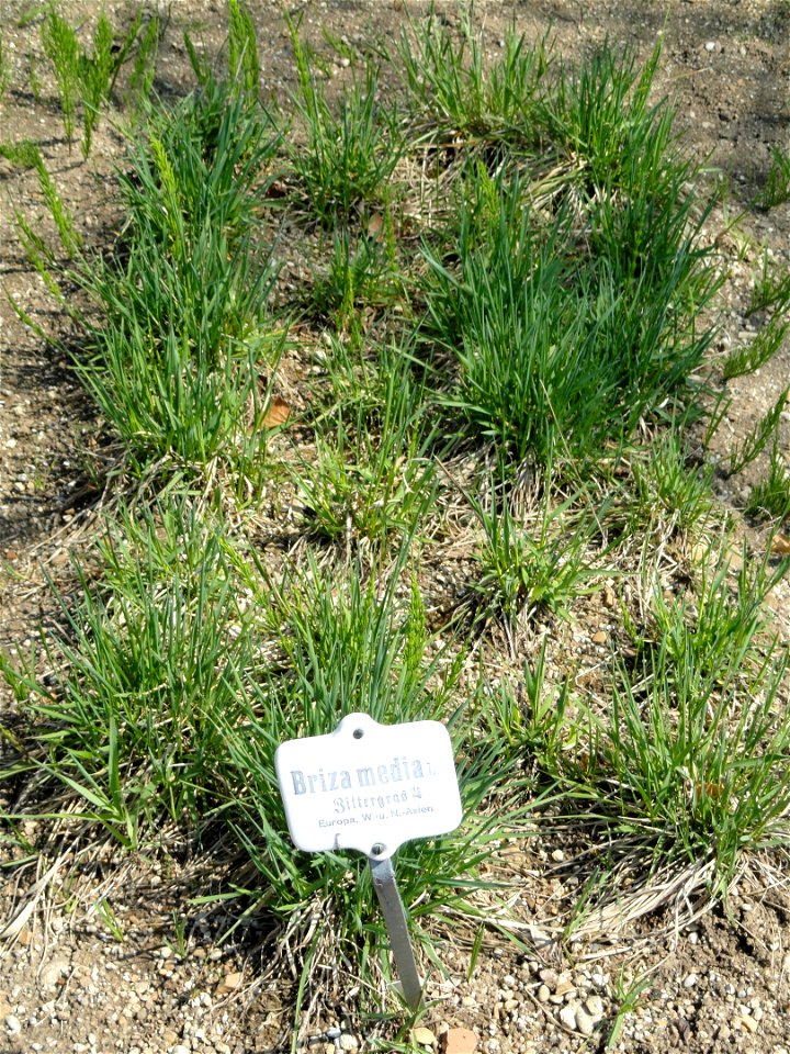 Briza media specimen in the Botanischer Garten München-Nymphenburg, Munich, Germany.