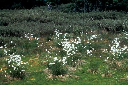 Eriophorum_vaginatum_var_spissum