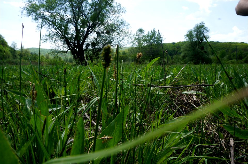 Luncă cu bumbăcariță, monument al naturii amplasat în raionul Strășeni, zona de protecție a rezervației științifice „Codru”, între parcelele 5, 9, 10 (cod MD-ST-amm.B-014)





This is a photo of 