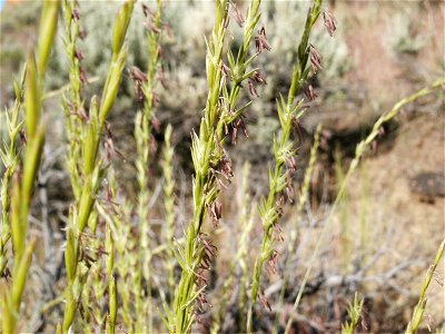 Picture of the inflorescences of Pseudoroegneria spicata during flowering, Malheur County, Oregon