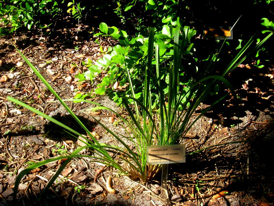 Miami Beach Botanical Garden, Miami Beach, Florida, USA.