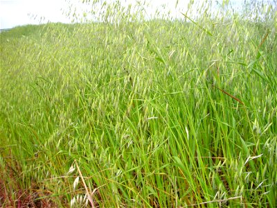 Avena sterilis habit, Dehesa Boyal de Puertollano, Spain