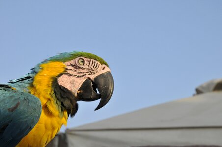 Parrot ierapetra Free photos photo