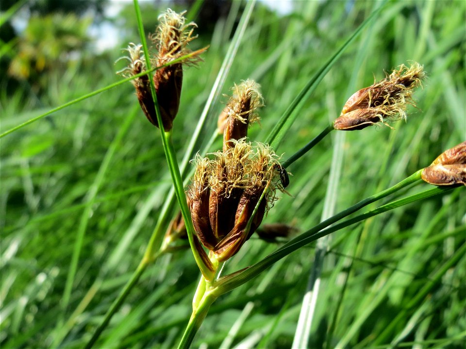 Gewöhnliche Strandsimse (Bolboschoenus maritimus) im Landesgartenschaupark Hockenheim