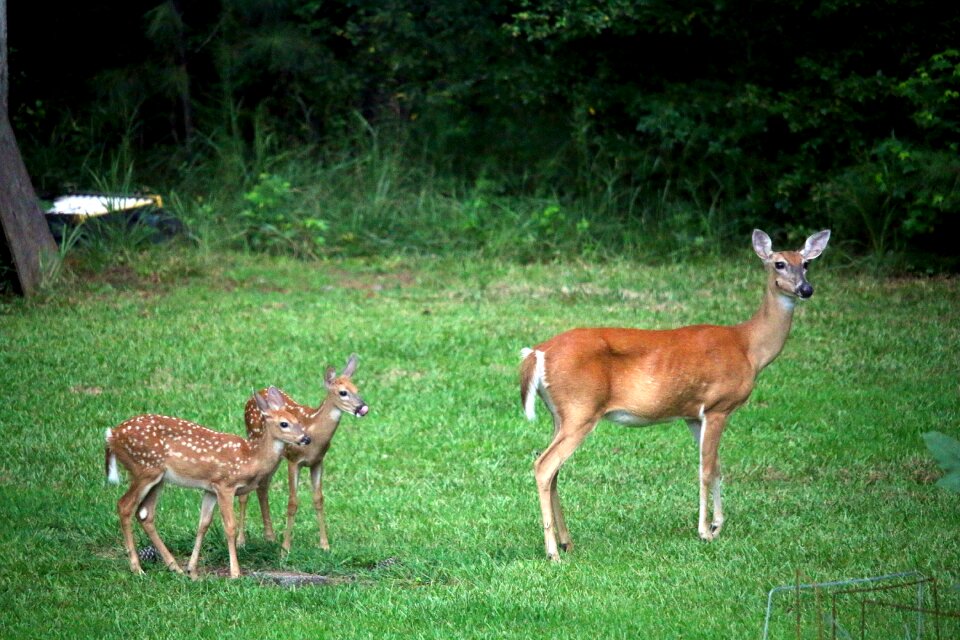 Grass nature animal