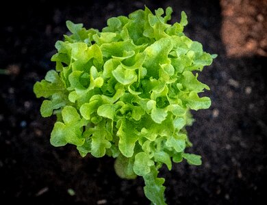 Fresh growth healthy