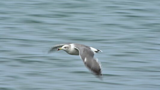 Wild birds seabird sea gull photo