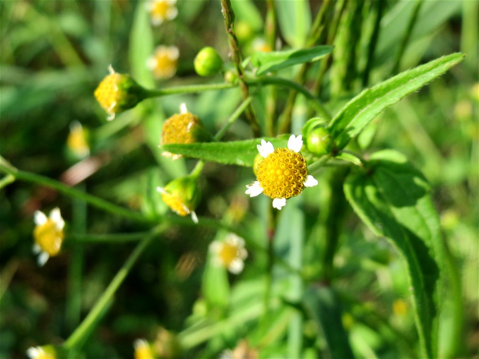 Kleinblütiges Knopfkraut (Galinsoga parviflora) in Hockenheim