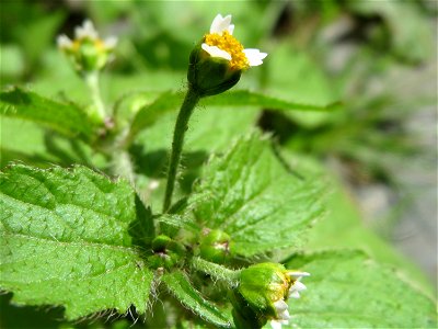 Bewimpertes Knopfkraut (Galinsoga quadriradiata) in Saarbrücken