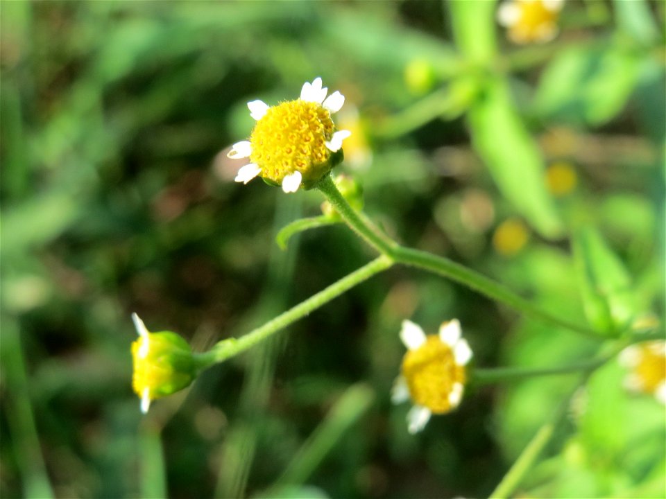 Kleinblütiges Knopfkraut (Galinsoga parviflora) in Hockenheim
