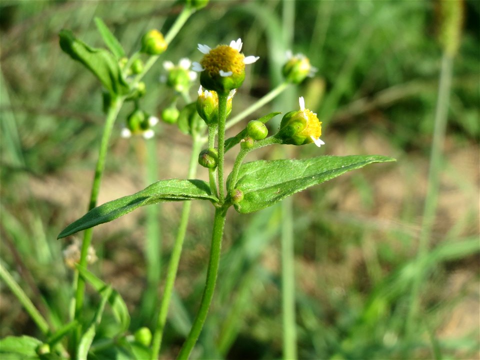Kleinblütiges Knopfkraut (Galinsoga parviflora) in Hockenheim
