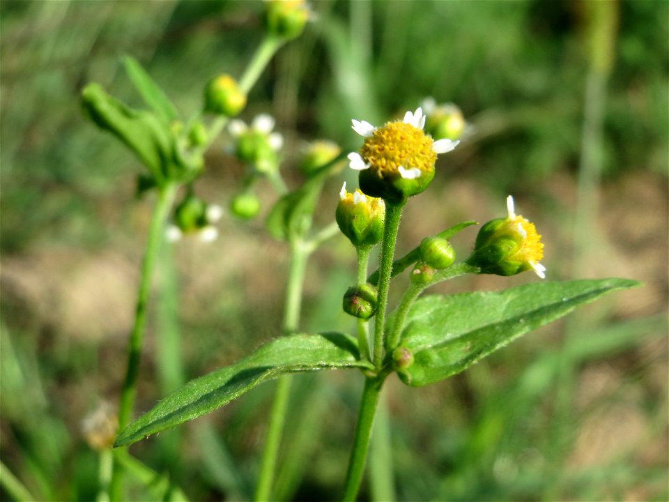Kleinblütiges Knopfkraut (Galinsoga parviflora) in Hockenheim