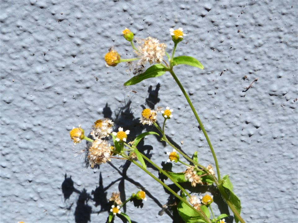 Ritzenbotanik: Kleinblütiges Knopfkraut (Galinsoga parviflora) in Hockenheim