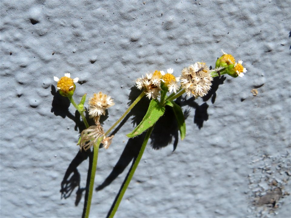 Ritzenbotanik: Kleinblütiges Knopfkraut (Galinsoga parviflora) in Hockenheim