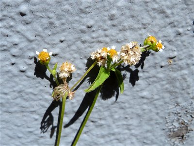 Ritzenbotanik: Kleinblütiges Knopfkraut (Galinsoga parviflora) in Hockenheim