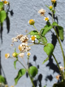 Ritzenbotanik: Kleinblütiges Knopfkraut (Galinsoga parviflora) in Hockenheim