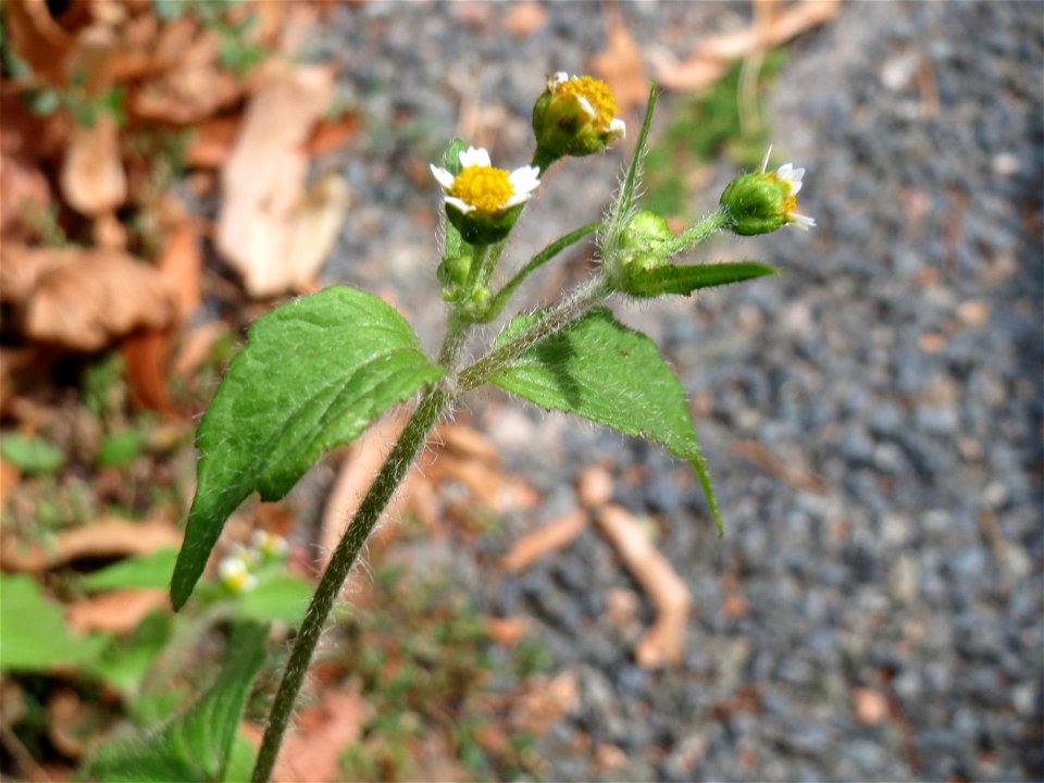 Ritzenbotanik: Behaartes Knopfkraut oder Franzosenkraut (Galinsoga quadriradiata) am Leimbach Schwetzingen -  eingeschleppt aus Südamerika. In Deutschland wurde ihre Schwesterart G. parviflora während