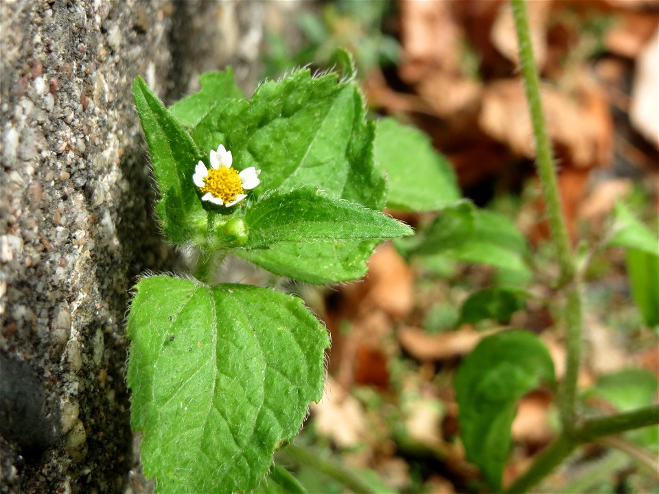 Ritzenbotanik: Behaartes Knopfkraut oder Franzosenkraut (Galinsoga quadriradiata) am Leimbach Schwetzingen -  eingeschleppt aus Südamerika. In Deutschland wurde ihre Schwesterart G. parviflora während