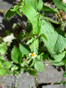 Ritzenbotanik: Behaartes Knopfkraut oder Franzosenkraut (Galinsoga quadriradiata) auf Pflasterstein in Saarbrücken - eingeschleppt aus Südamerika. In Deutschland wurde ihre Schwesterart G. parviflora 
