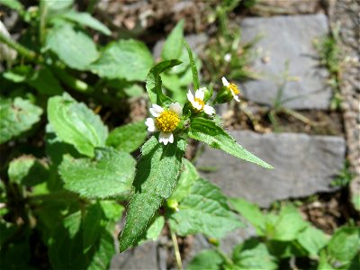 Ritzenbotanik: Behaartes Knopfkraut oder Franzosenkraut (Galinsoga quadriradiata) auf Pflasterstein in Saarbrücken - eingeschleppt aus Südamerika. In Deutschland wurde ihre Schwesterart G. parviflora 