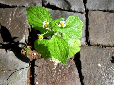 Ritzenbotanik: Kleinblütiges Knopfkraut oder Franzosenkraut (Galinsoga parviflora) auf Pflasterstein in Sankt Arnual - schon im 18.Jh. aus Südamerika eingeschleppt. Da es sich zeitgleich mit den Napol