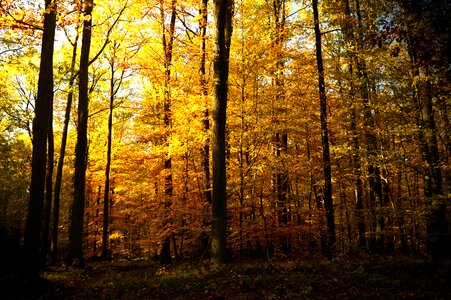 Nature autumn autumn landscape photo