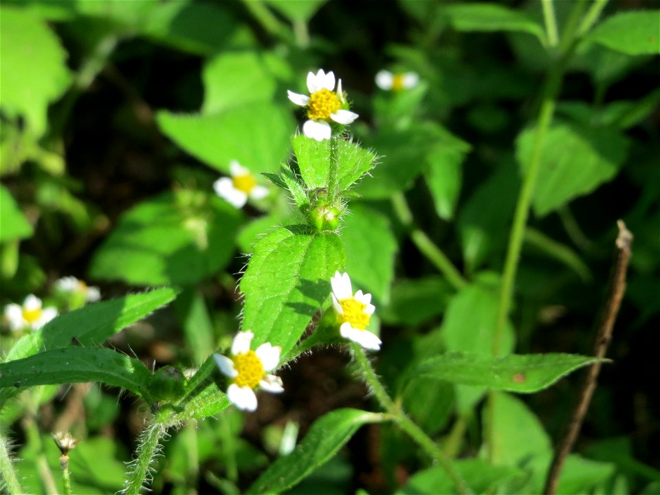 Behaartes Knopfkraut oder Franzosenkraut (Galinsoga quadriradiata) in der Schwetzinger Hardt - eingeschleppt aus Südamerika. In Deutschland wurde ihre Schwesterart G. parviflora während der Zeit Napol