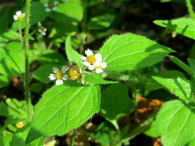 Behaartes Knopfkraut oder Franzosenkraut (Galinsoga quadriradiata) in der Schwetzinger Hardt - eingeschleppt aus Südamerika. In Deutschland wurde ihre Schwesterart G. parviflora während der Zeit Napol