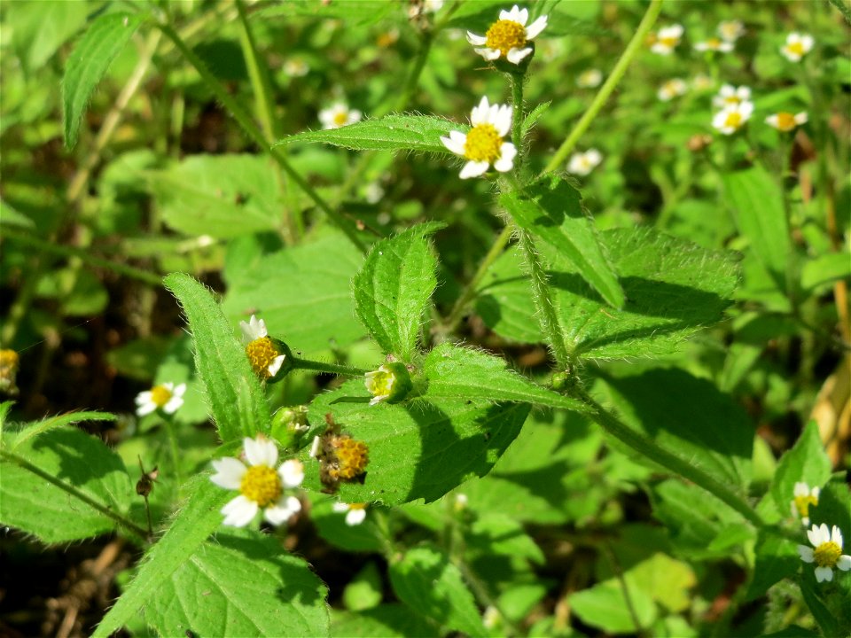 Behaartes Knopfkraut oder Franzosenkraut (Galinsoga quadriradiata) in der Schwetzinger Hardt -  eingeschleppt aus Südamerika. In Deutschland wurde ihre Schwesterart G. parviflora während der Zeit Napo
