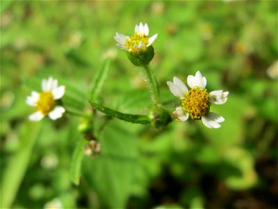 Behaartes Knopfkraut oder Franzosenkraut (Galinsoga quadriradiata) in der Schwetzinger Hardt -  eingeschleppt aus Südamerika. In Deutschland wurde ihre Schwesterart G. parviflora während der Zeit Napo