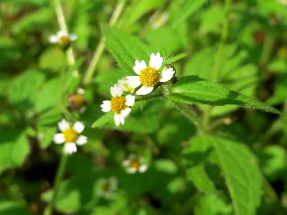 Behaartes Knopfkraut oder Franzosenkraut (Galinsoga quadriradiata) in der Schwetzinger Hardt -  eingeschleppt aus Südamerika. In Deutschland wurde ihre Schwesterart G. parviflora während der Zeit Napo
